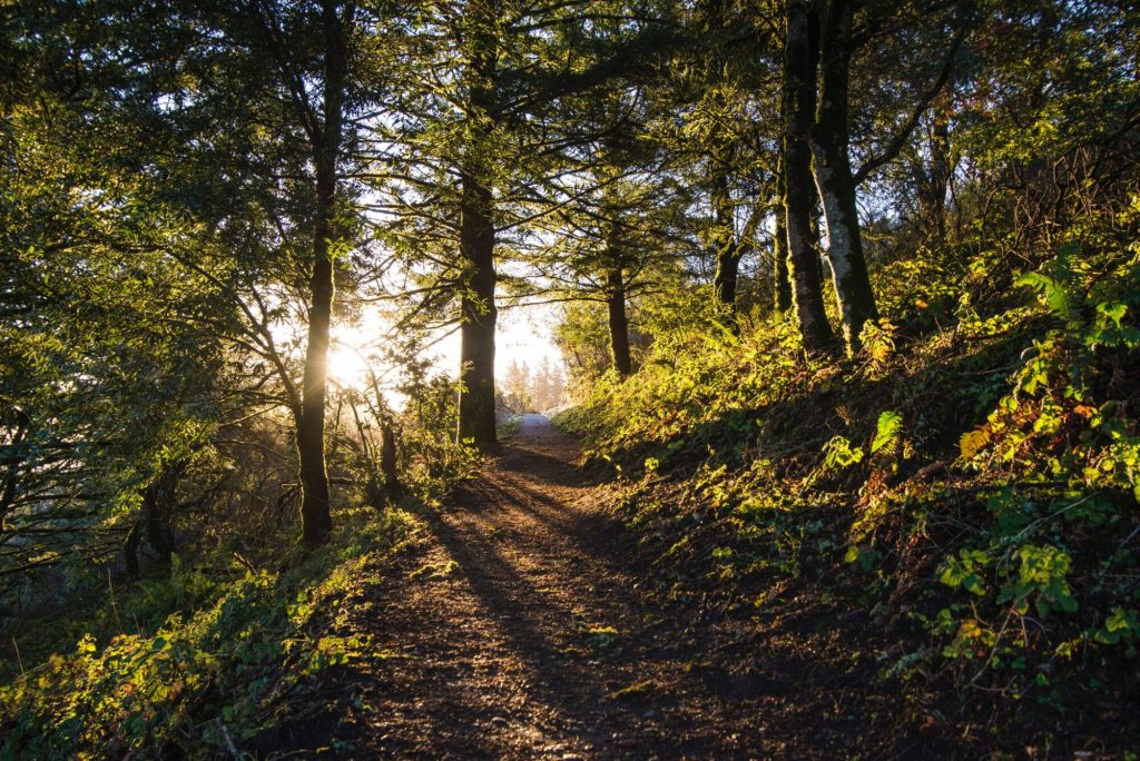 Sunlit woodland trail through tall trees