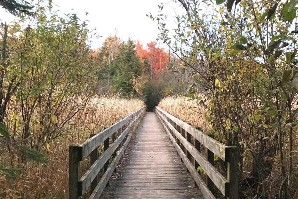 A boardwalk path through autumn woodland