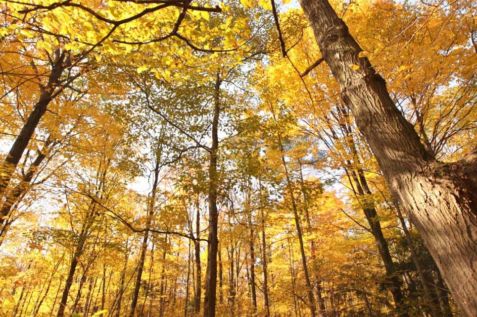 Looking up into tall trees in autumn colour at Bronte Creek