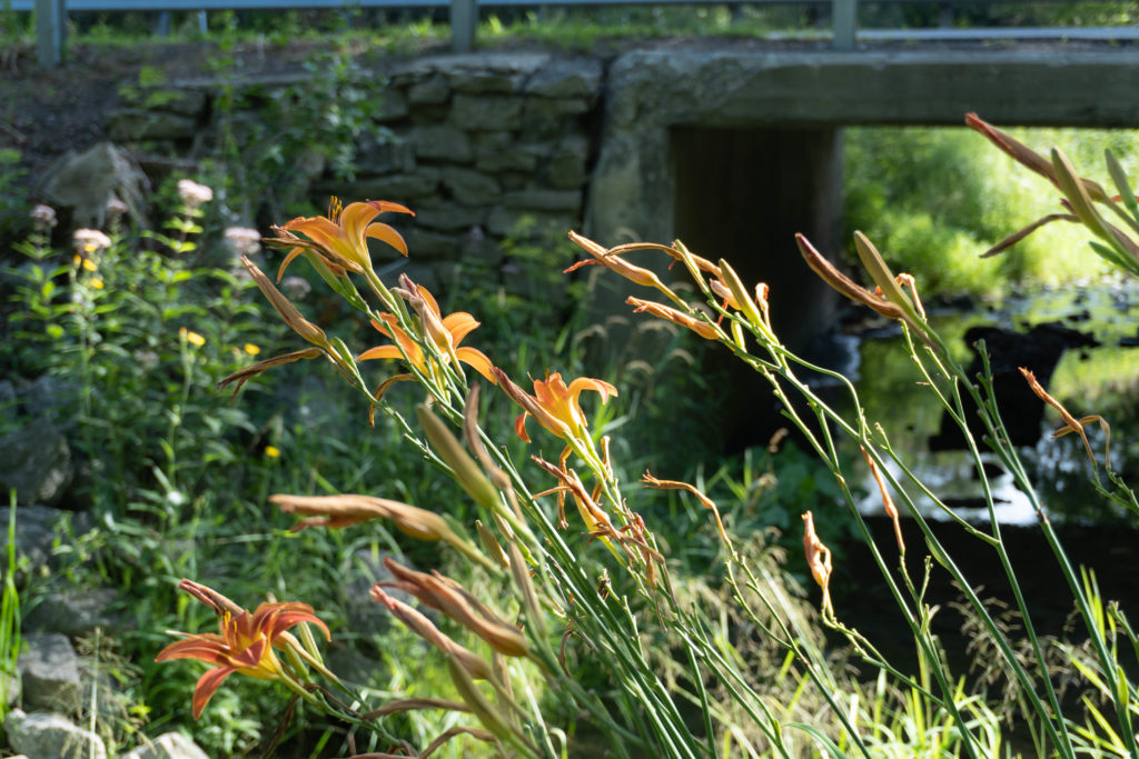 Orange day lilies growing against a stone wall